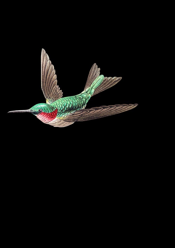 Ein Bild eines fliegenden Vogels