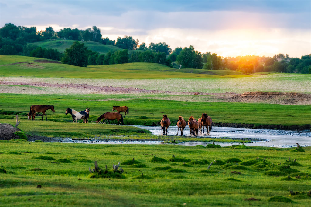 Pferdeherde in der Inneren Mongolei, Bashang Grasland