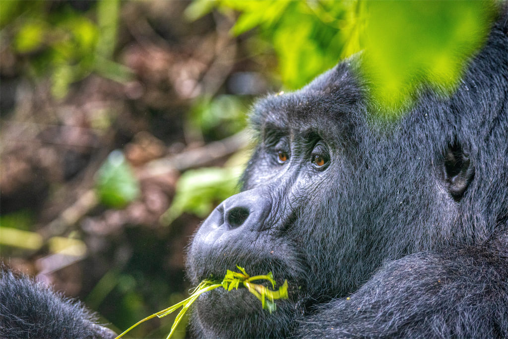 Uganda Highland Gorilla