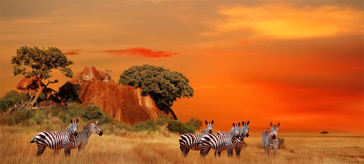 Zebras in der afrikanischen Savanne