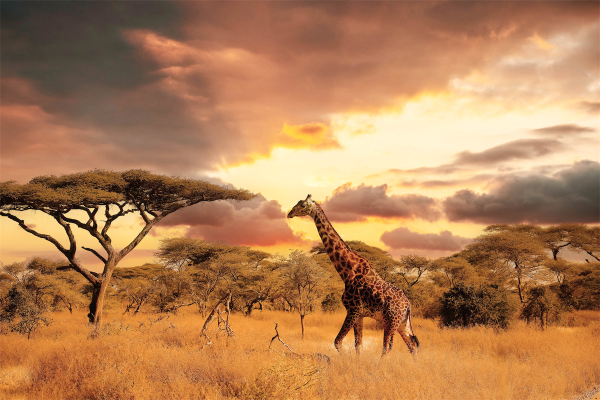 Maasai Giraffe im Serengeti National Park, Tanzania