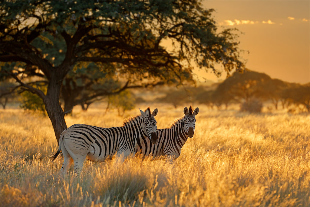 Zebras in Südafrika, Mokala National Park